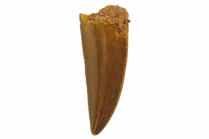 Serrated, Raptor Tooth - Real Dinosaur Tooth #125967
